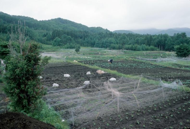 Yagi