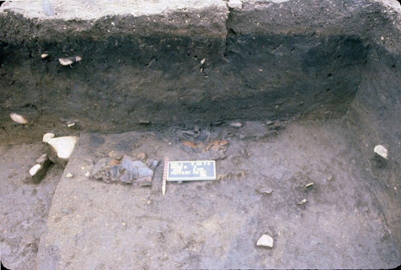54Yagi